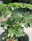 Schefflera arboricola 'Renata' シェフレラ・レナータ