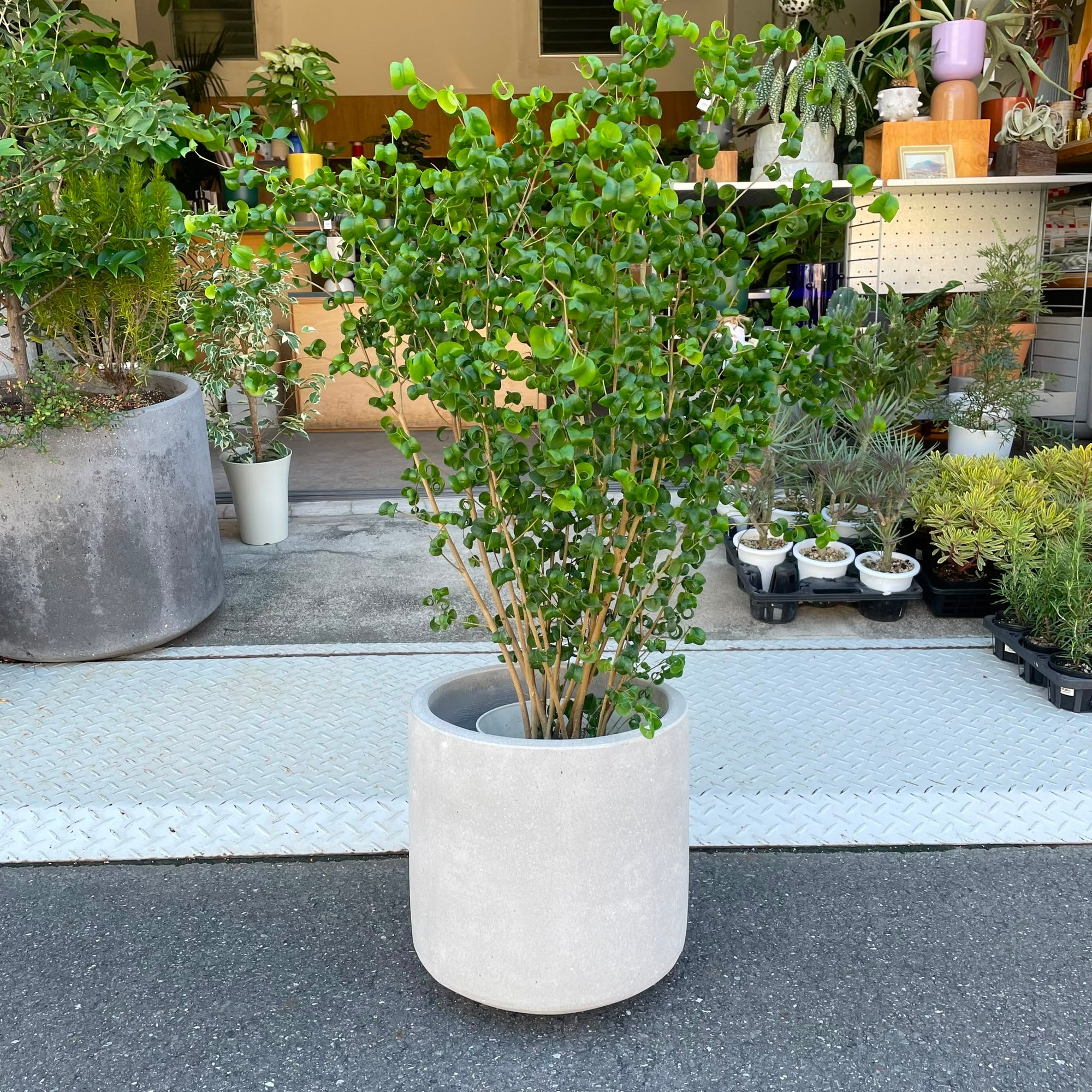 Shadow Planter シャドウプランター
