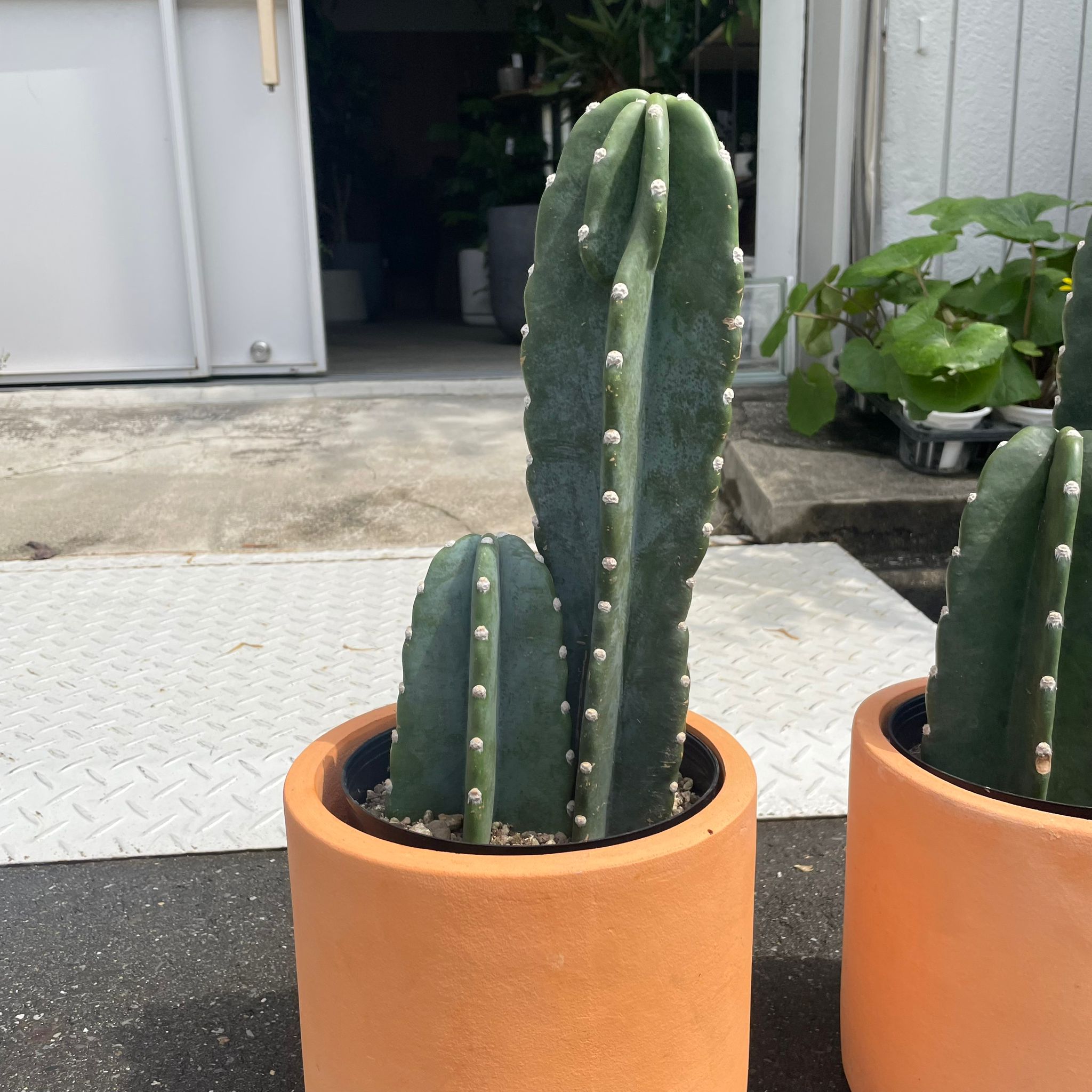 柱サボテン・雷神閣 I インドアプランツ I プラントソサエティ