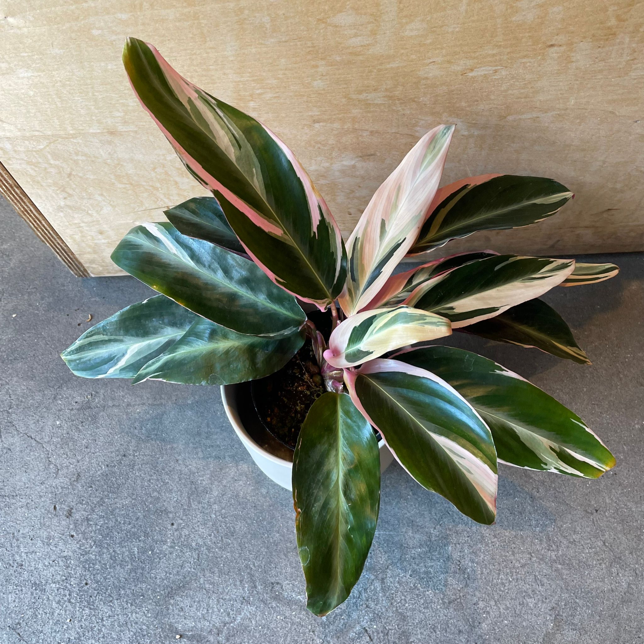 ストロマンテ・トリオスター I インドアプランツ I プラントソサエティ