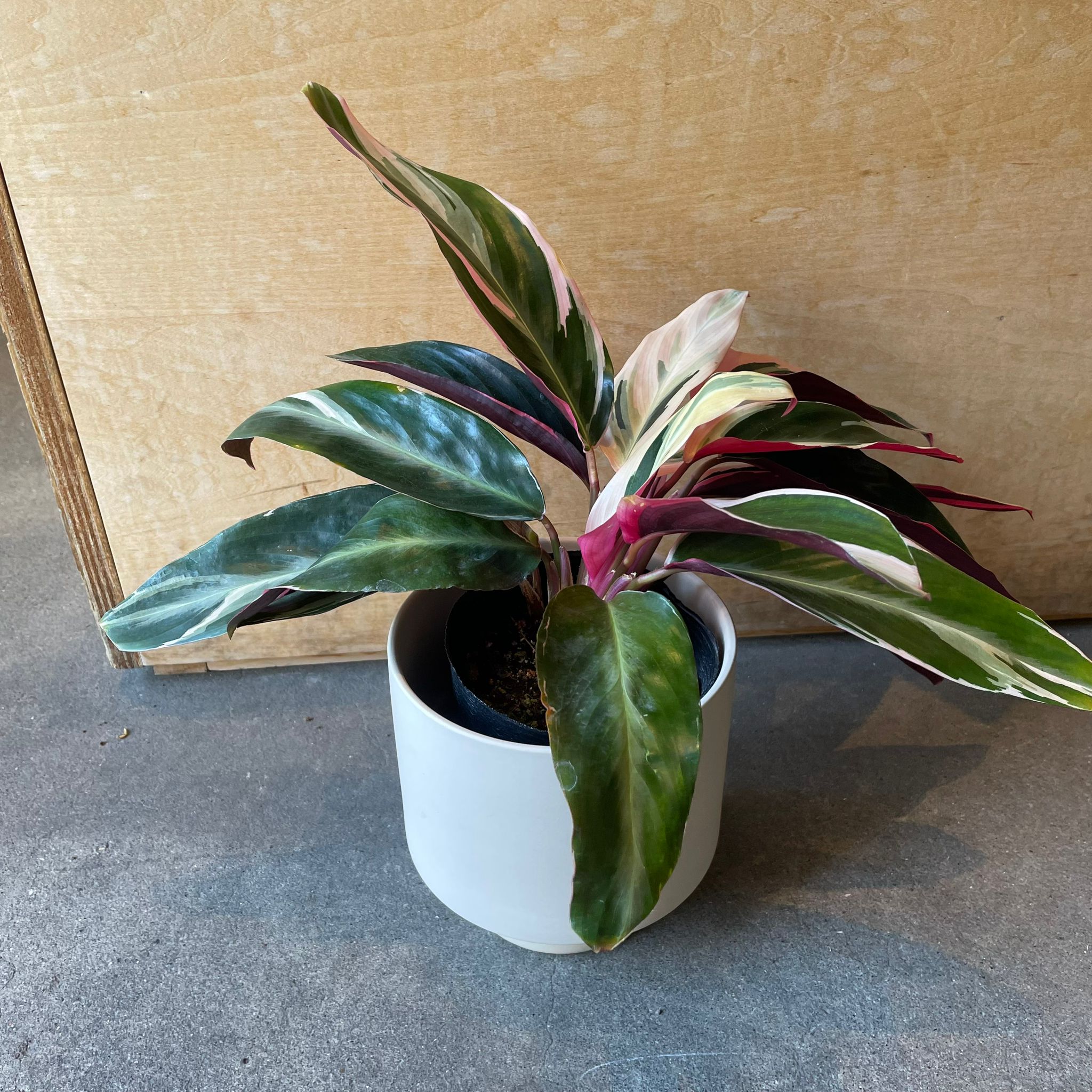 ストロマンテ・トリオスター I インドアプランツ I プラントソサエティ