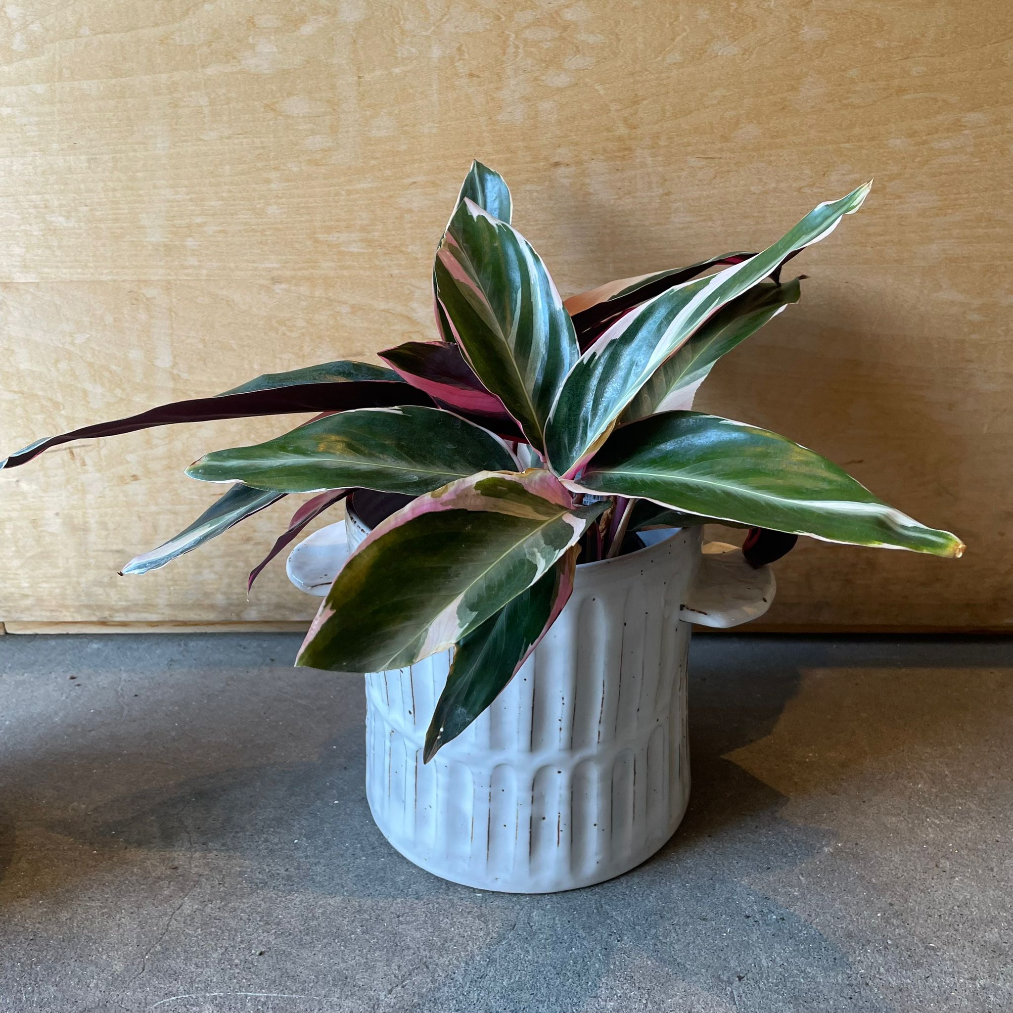 ストロマンテ・トリオスター I インドアプランツ I プラントソサエティ