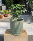Schefflera arboricola 'Renata' シェフレラ・レナータ