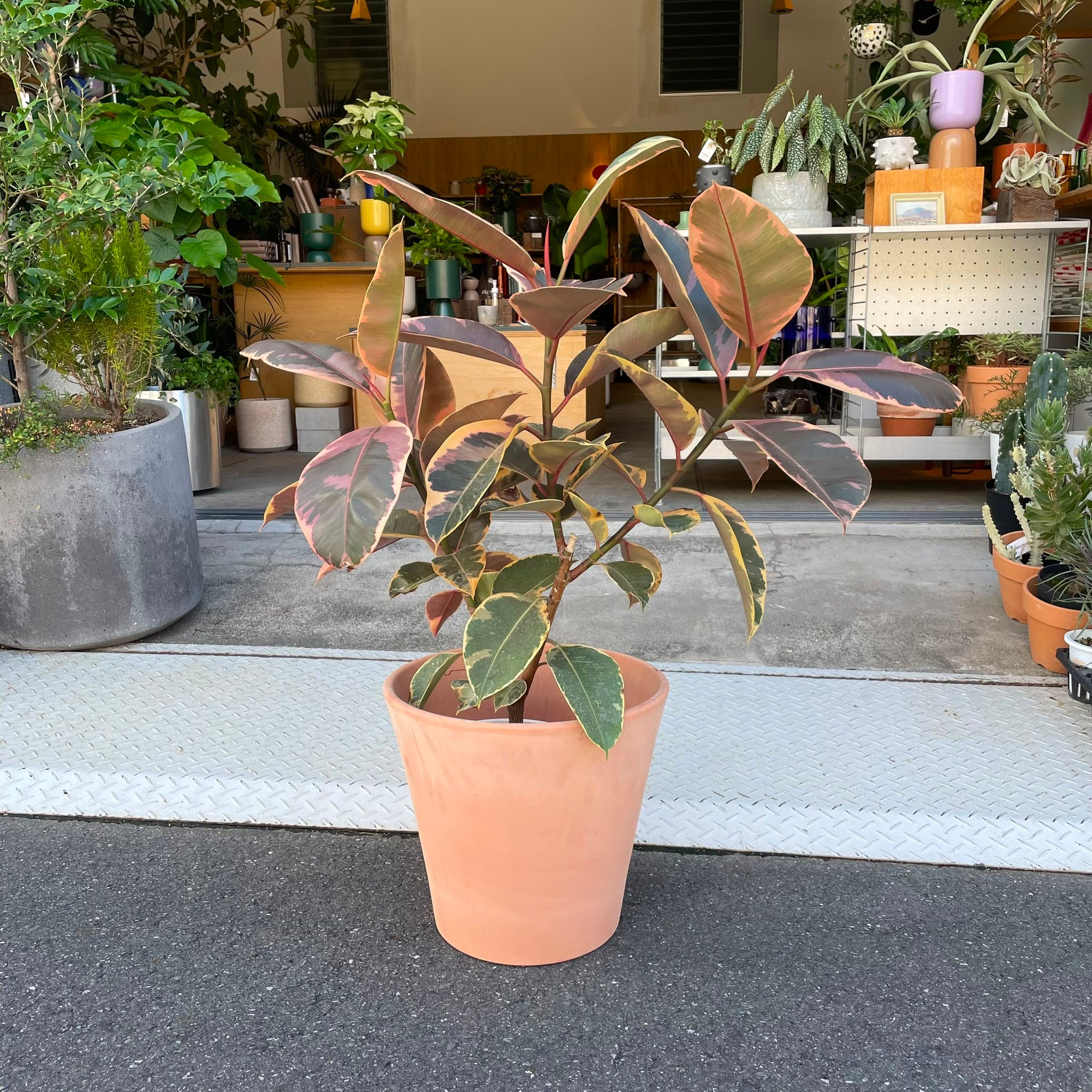 Variegated Rubber Plant (Ficus elastica 'Ruby') フィカス エラスティカ ルビー
