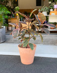 Variegated Rubber Plant (Ficus elastica 'Ruby') フィカス エラスティカ ルビー