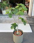 Ficus umbellata フィカス ウンベラータ