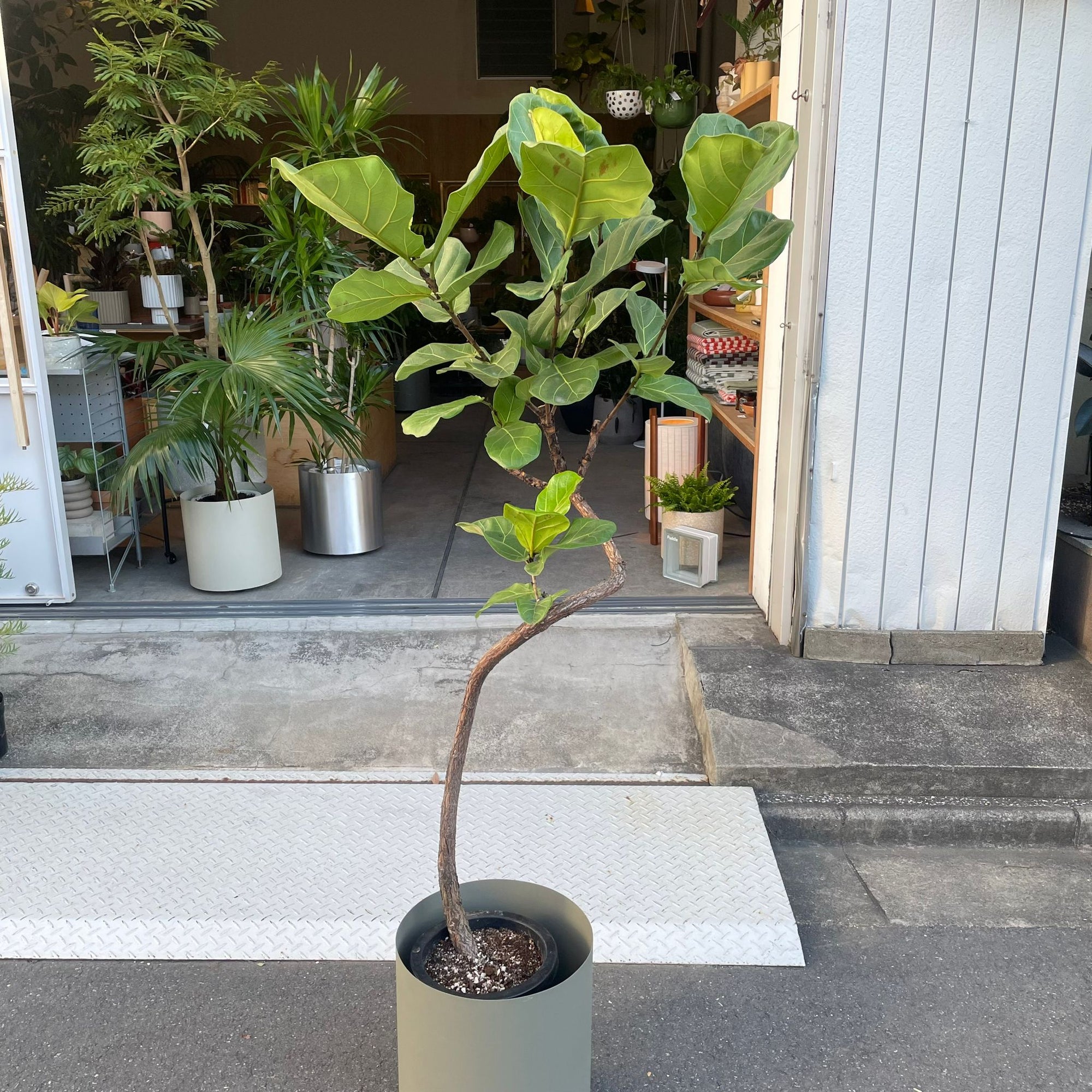 Fiddle Leaf Fig フィドル リーフ フィグ (カシワバゴムノキ)