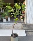 Fiddle Leaf Fig フィドル リーフ フィグ (カシワバゴムノキ)
