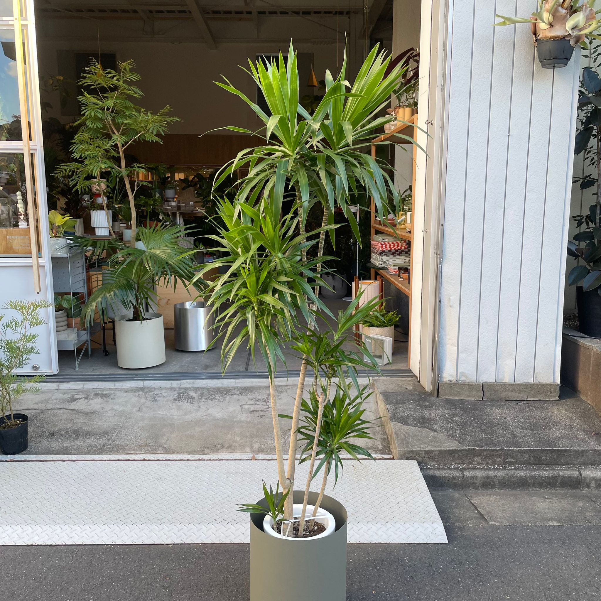 ドラセナ ナビー I インドアプランツ I プラントソサエティトーキョー