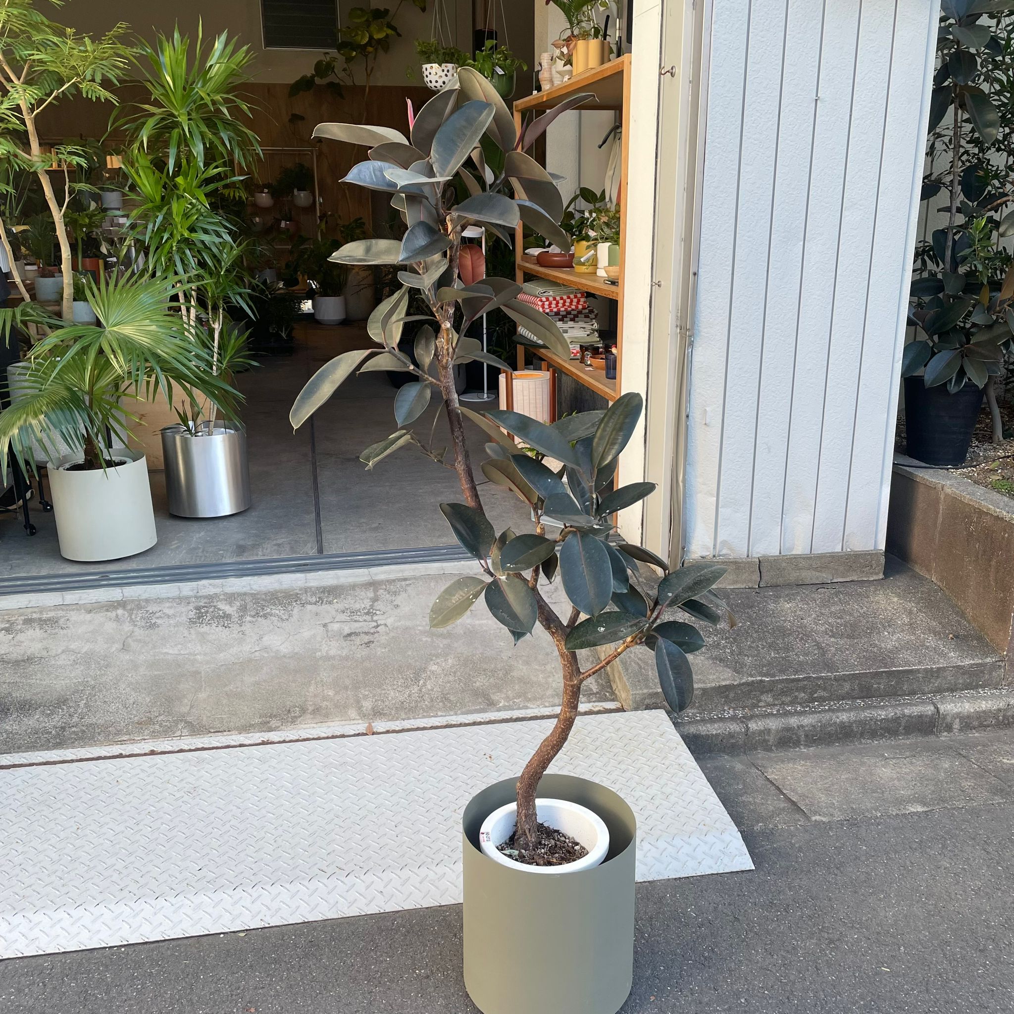 フィカス バーガンディ I インドアプランツ I プラントソサエティ フィカス バーガンディ I インドアプランツ I プラントソサエティ