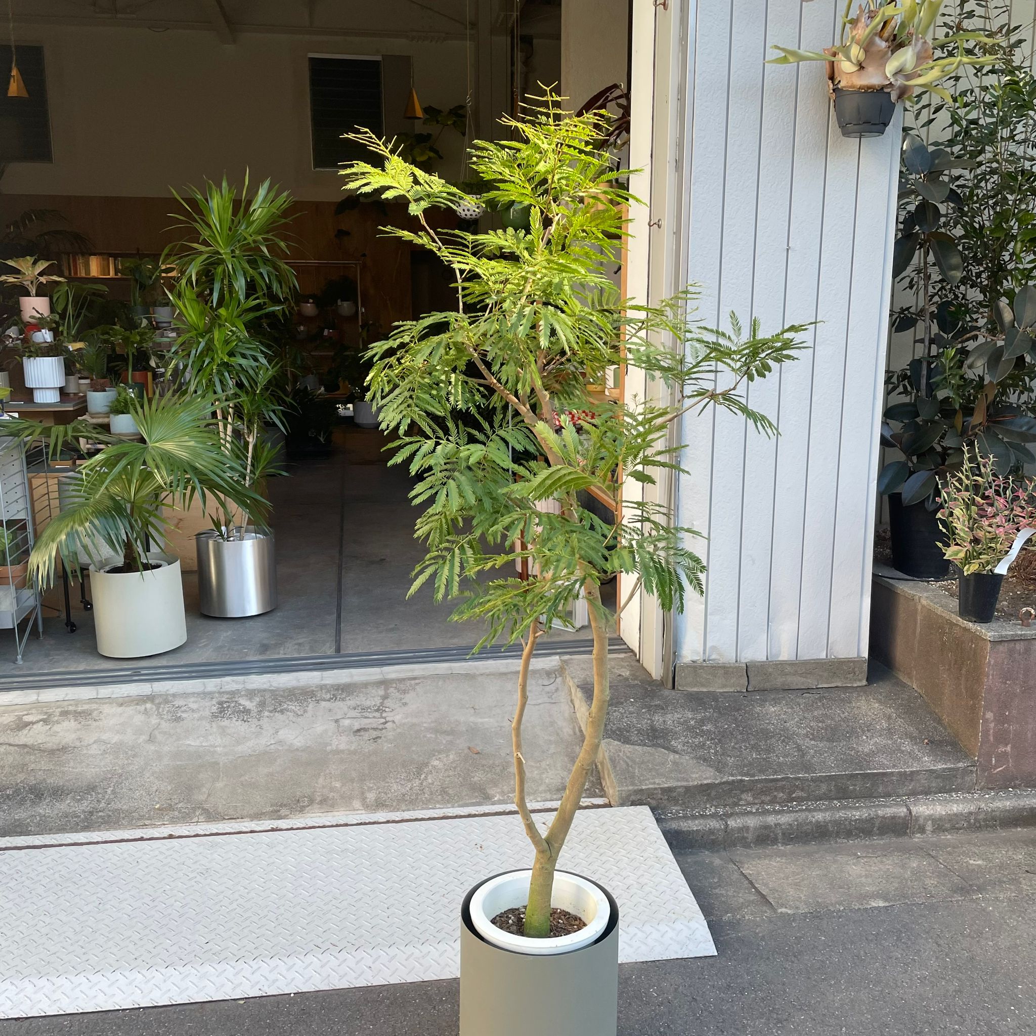 Ever Fresh Tree エバーフレッシュ I インドアプランツ I プラント