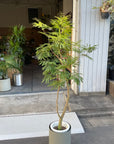 Ever Fresh Tree エバーフレッシュ
