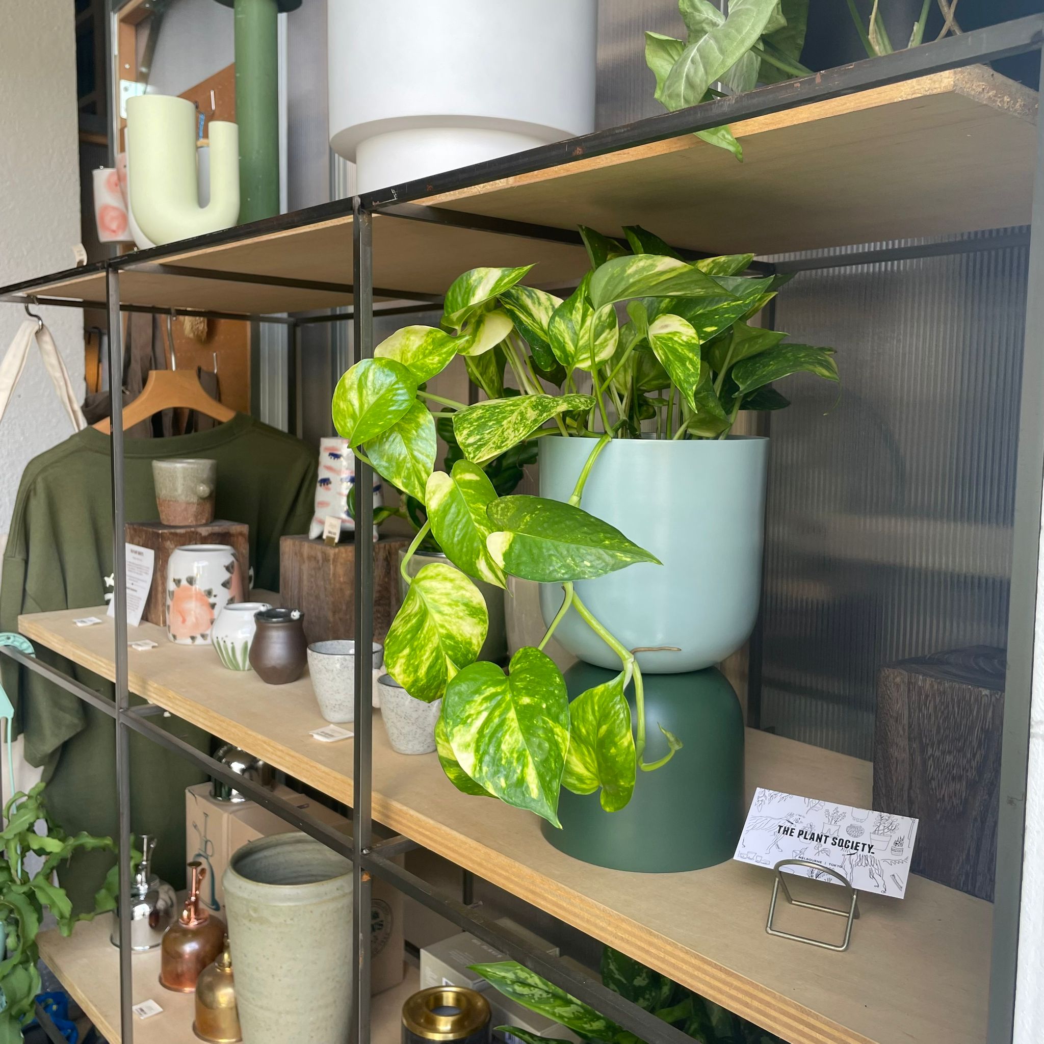 デビルズ・アイビー［ポトス］ I インドアプランツ I プラント