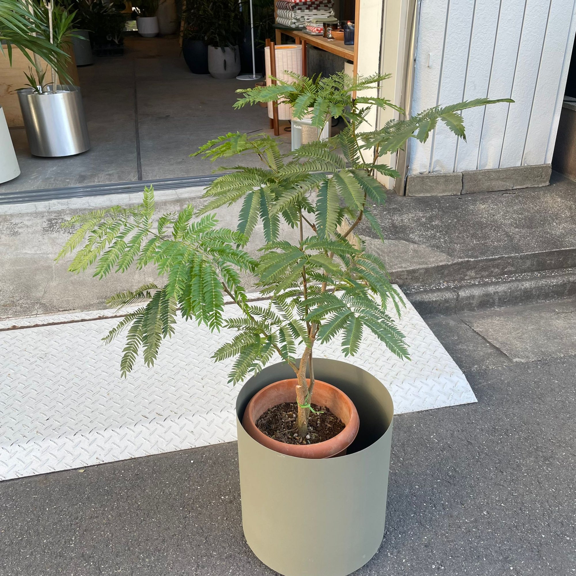 Ever Fresh Tree エバーフレッシュ