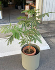 Ever Fresh Tree エバーフレッシュ