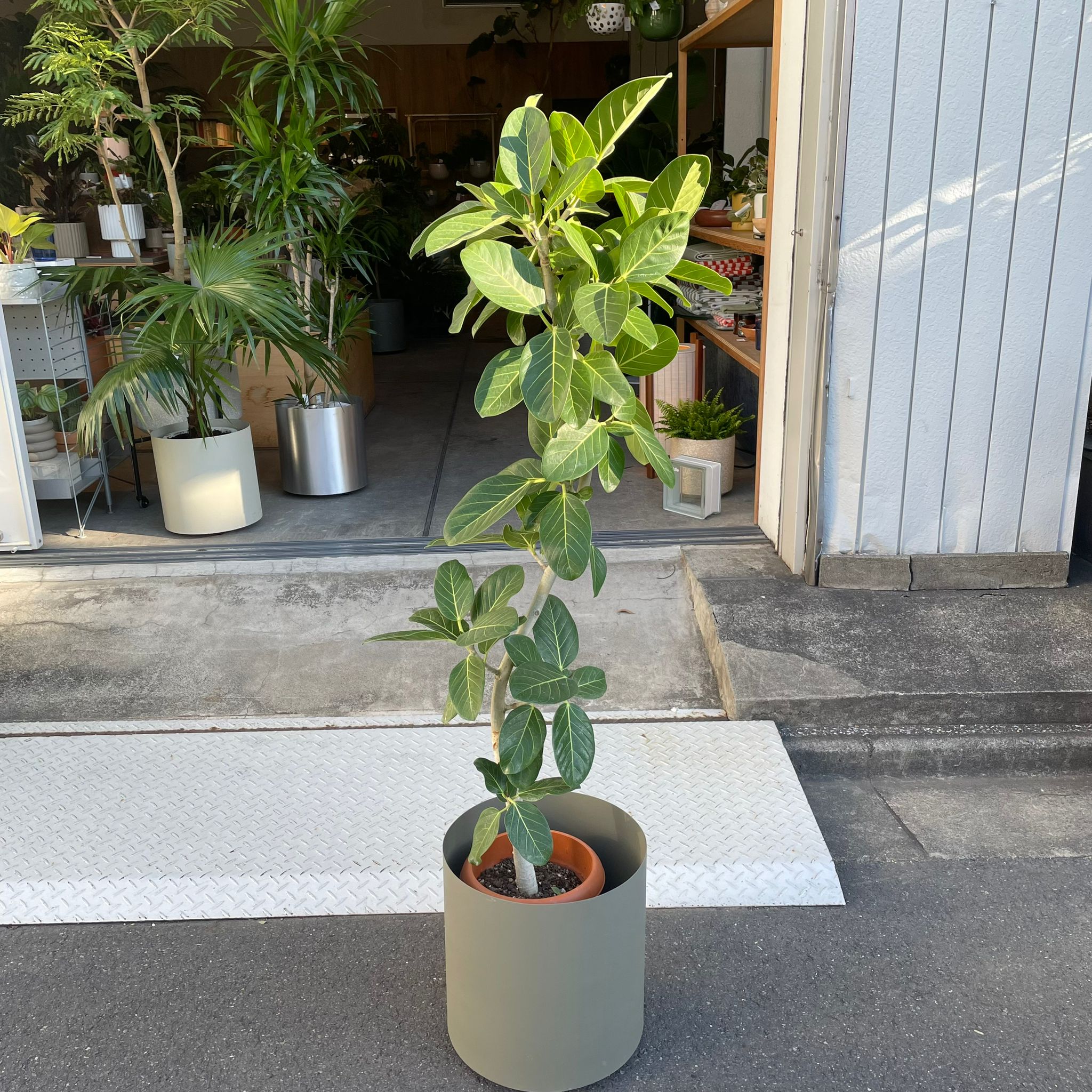Ficus Audrey (Ficus benghalensis) フィカス ベンガレンシス I