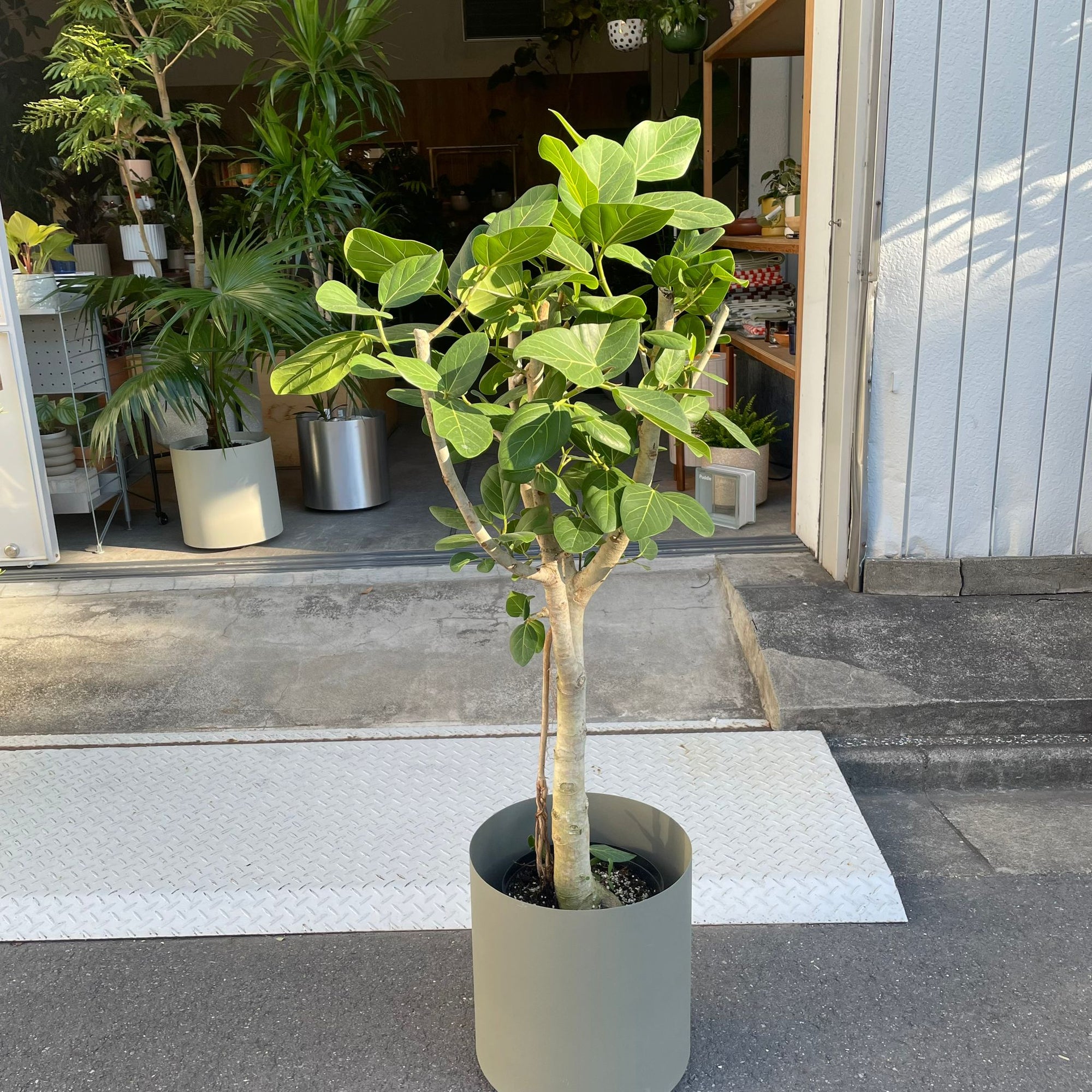 Ficus Audrey (Ficus benghalensis) フィカス  ベンガレンシス