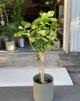 Ficus Audrey (Ficus benghalensis) フィカス  ベンガレンシス