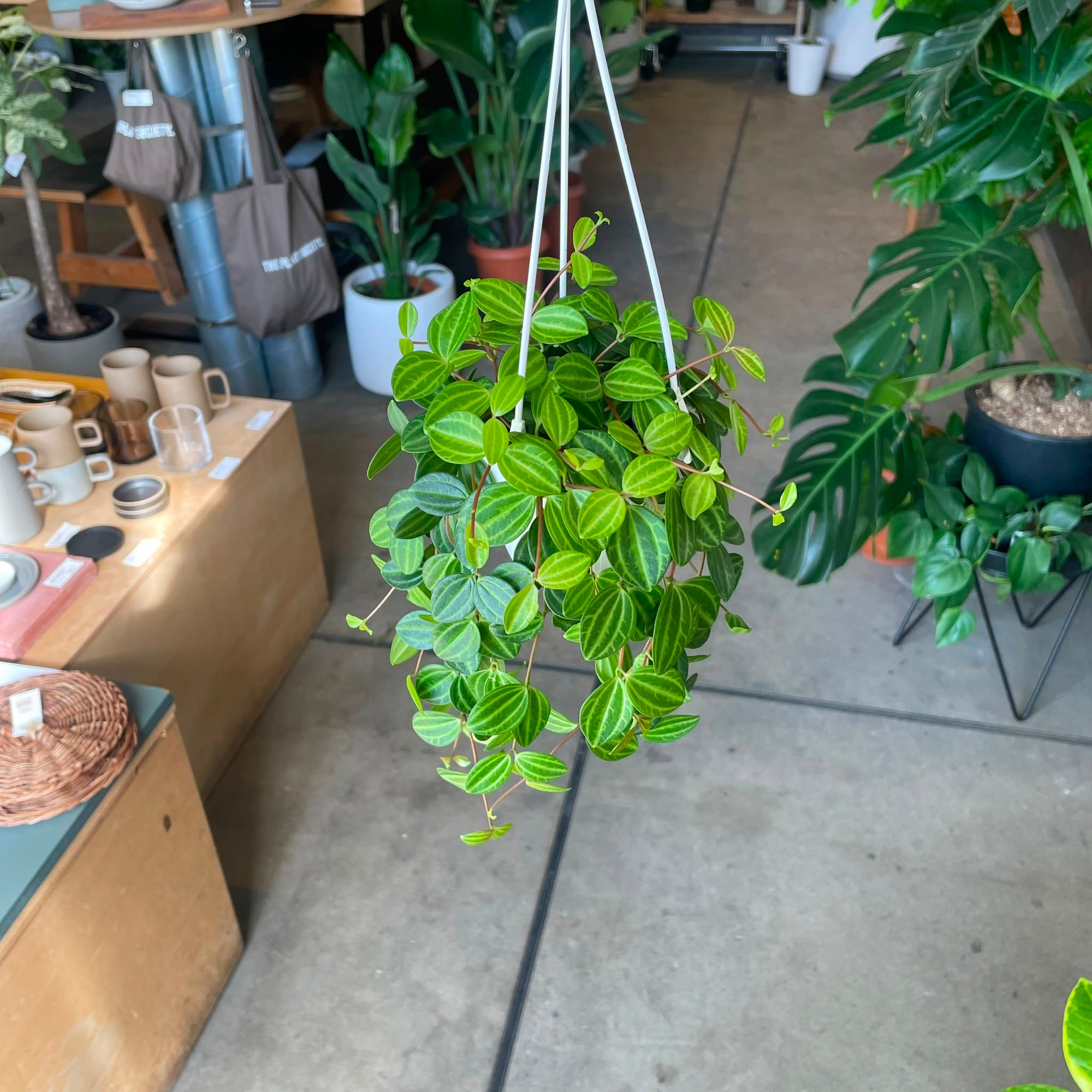 Peperomia angulata ペペロミア アングラータ