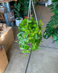 Peperomia angulata ペペロミア アングラータ