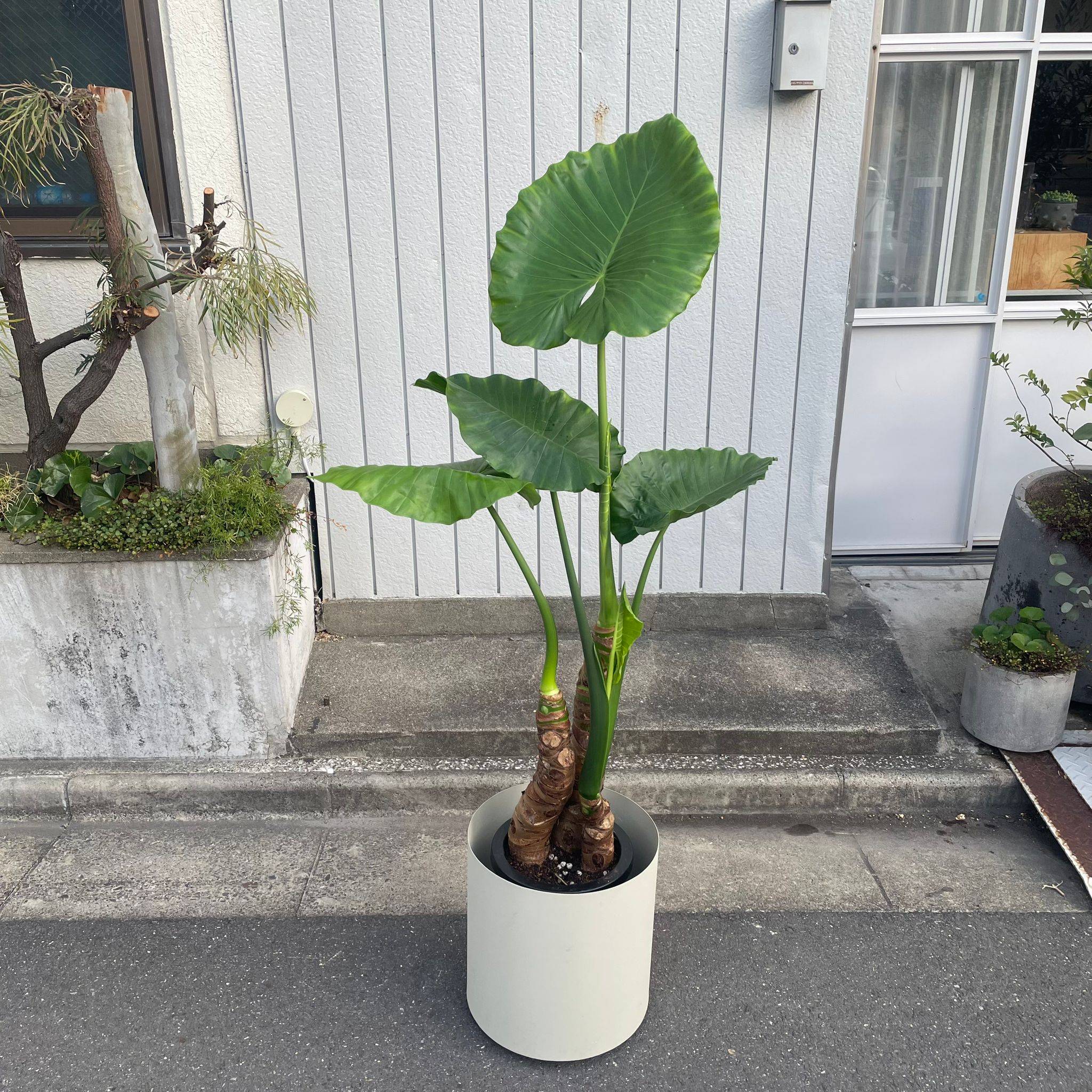 クワズイモ　鉢植え室内 クワズイモを頂いたのですが、5年ほど植え替えられておらず鉢が