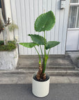 Alocasia Elephant Ear クワズイモ