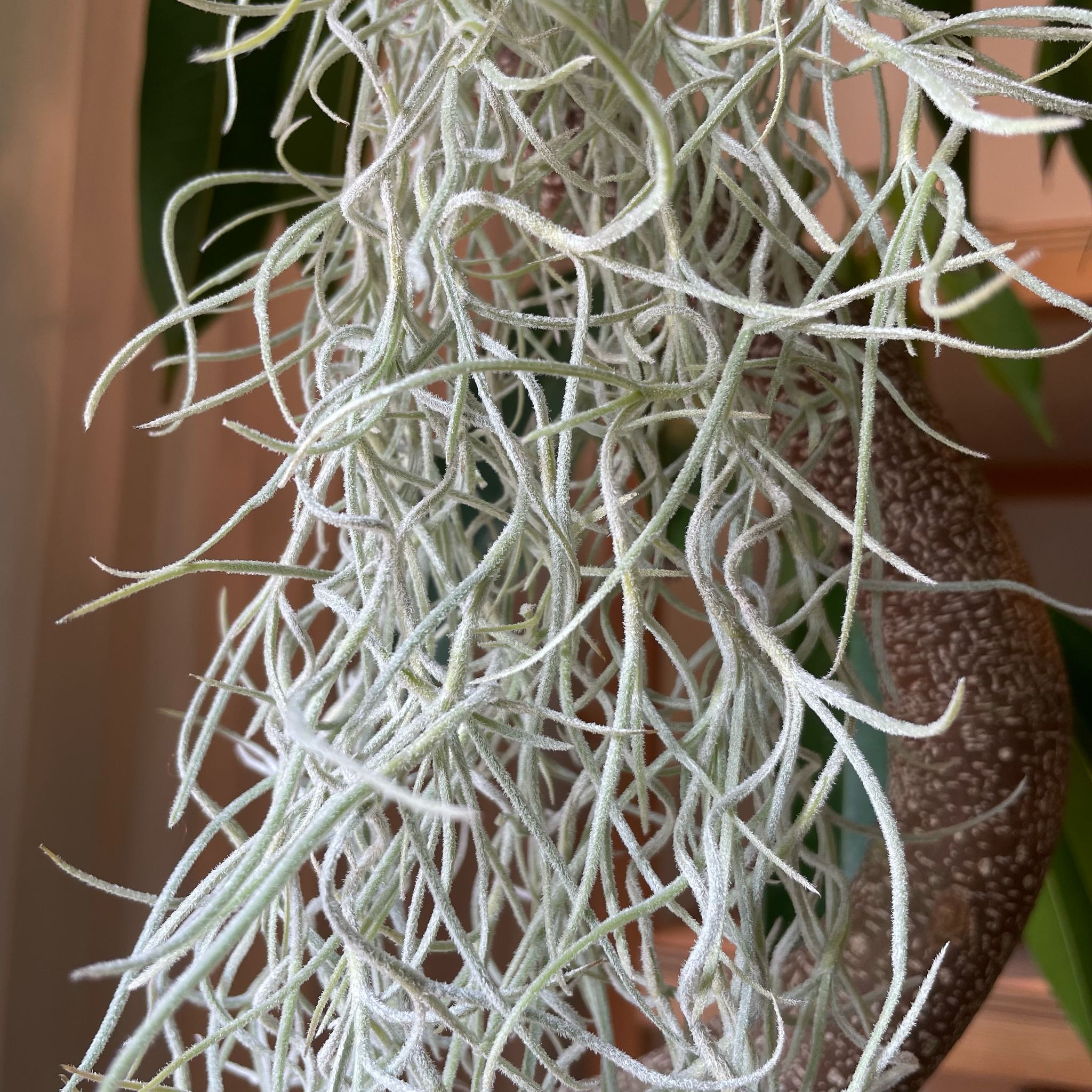 ティランジア（チランジア） ウスネオイデス I 植物 I プラント