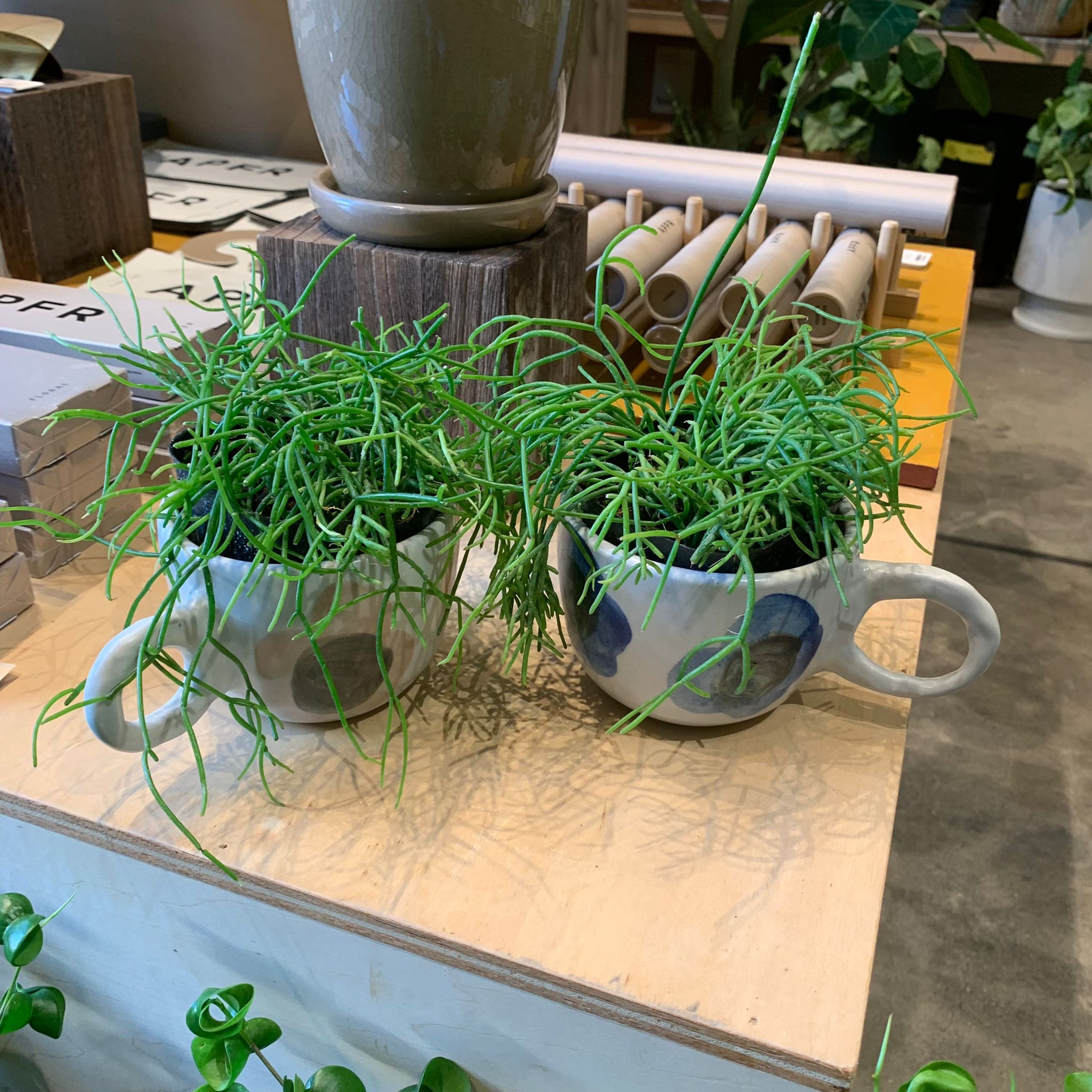 リプサリス カスッサ I インドアプランツ I プラントソサエティ