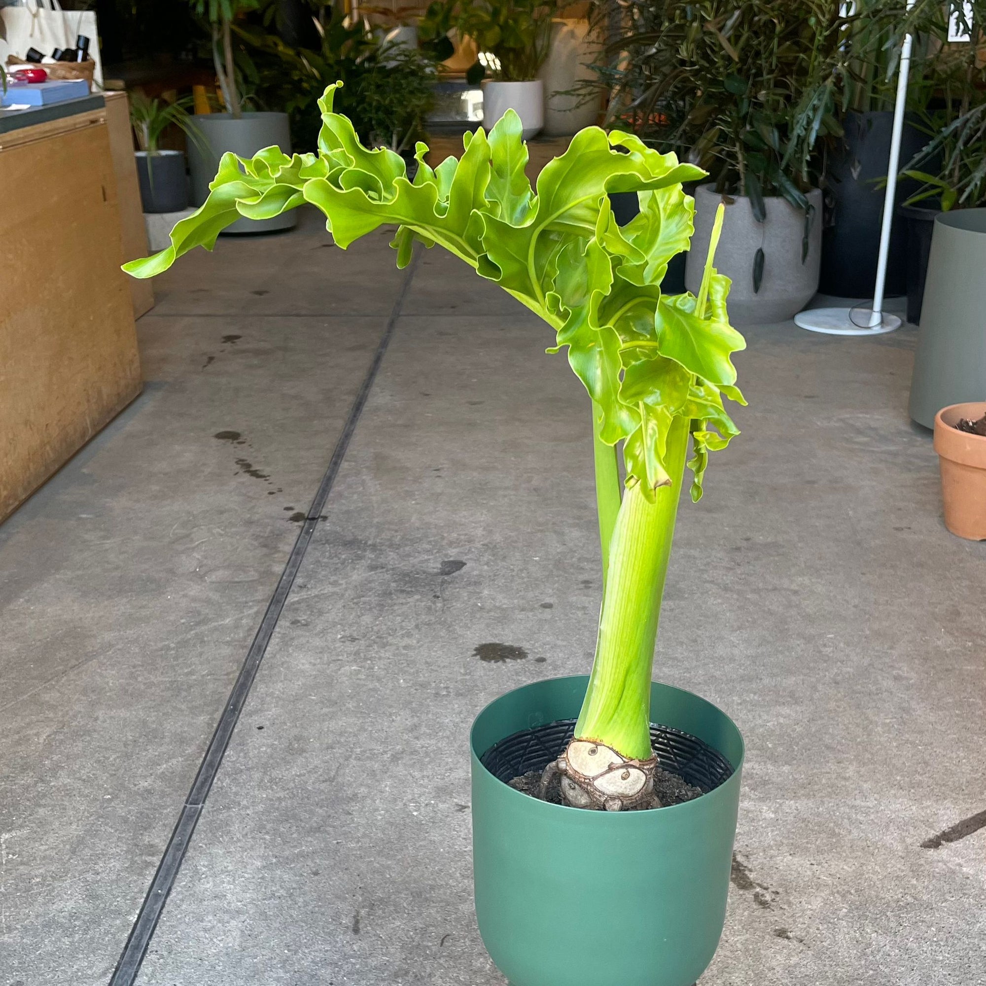 Philodendron 'Selloum' フィロデンドロン セローム