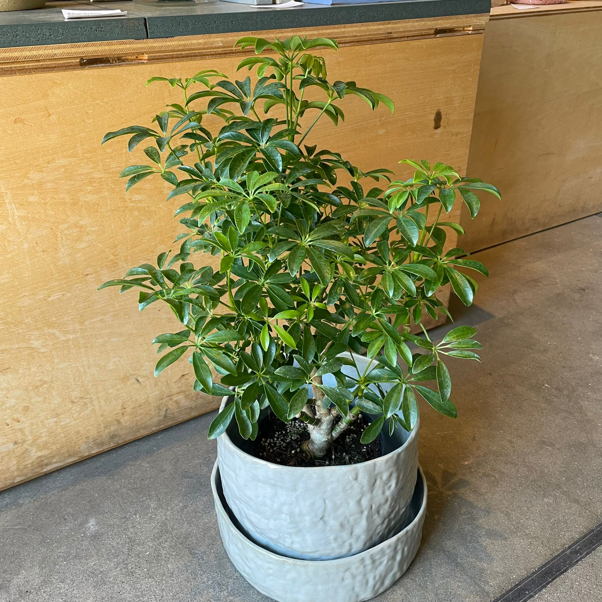 Dwarf Umbrella Tree Assort シェフレラ I インドアプランツ I