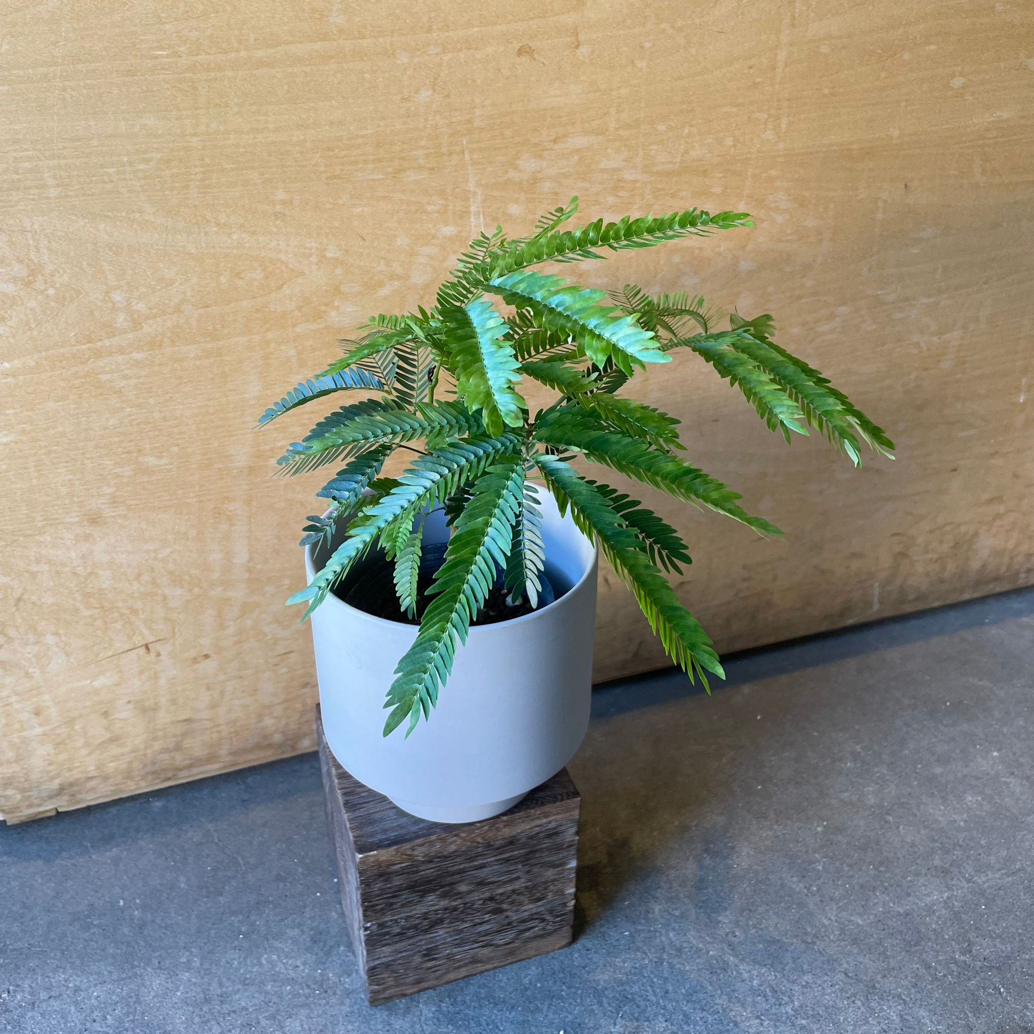 Ever Fresh Tree エバーフレッシュ I インドアプランツ I プラント