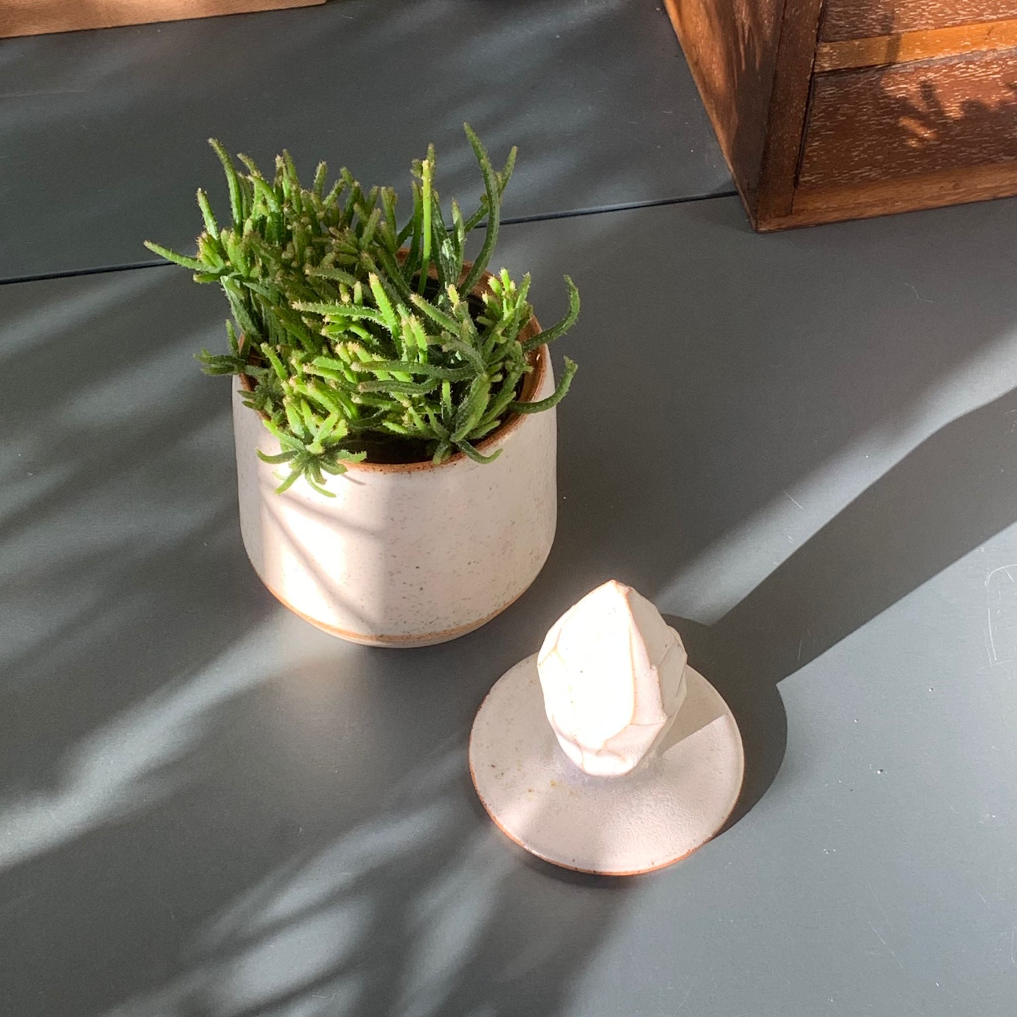 リプサリス プリスマティカ I インドアプランツ I プラントソサエティ