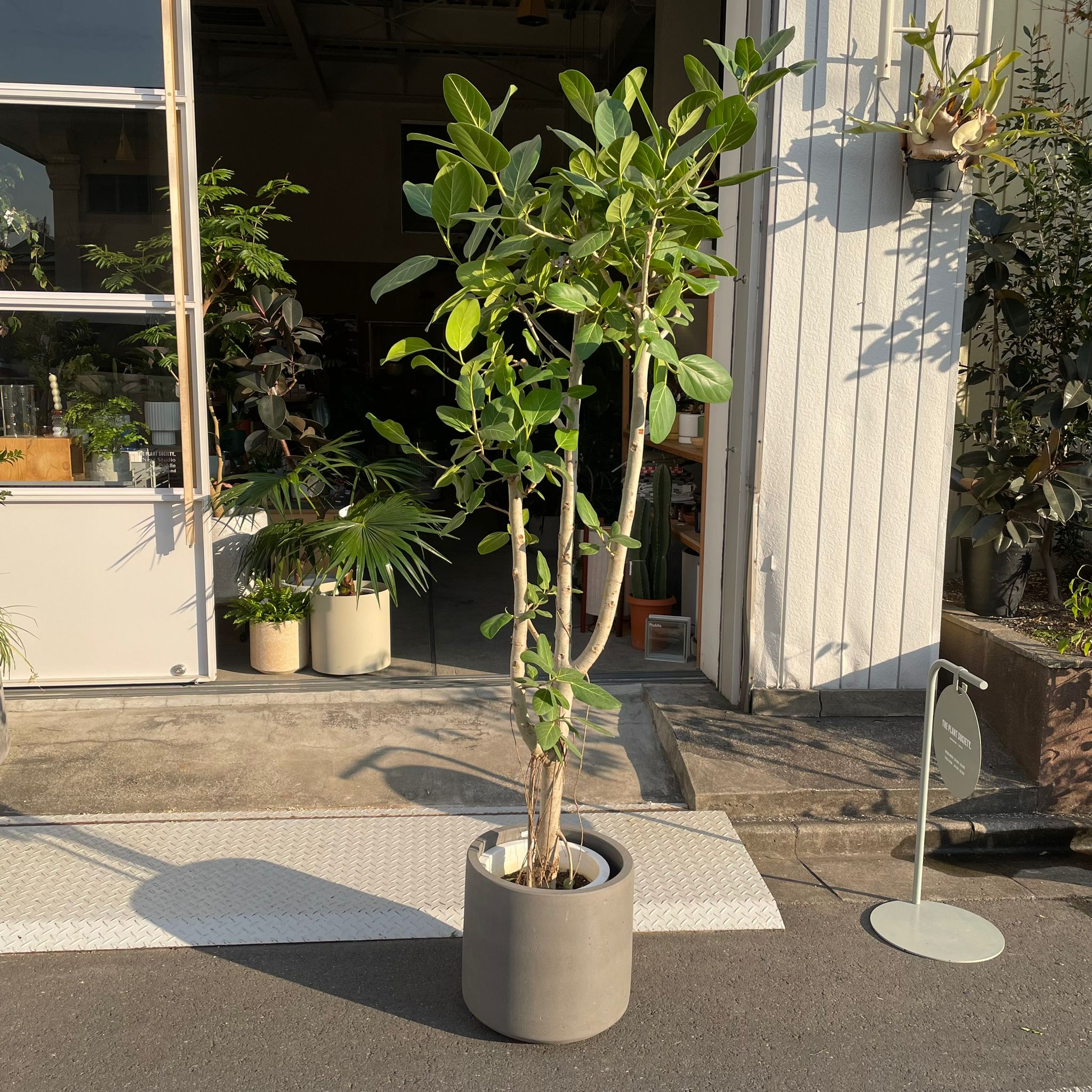 Ficus Audrey (Ficus benghalensis) フィカス ベンガレンシス I