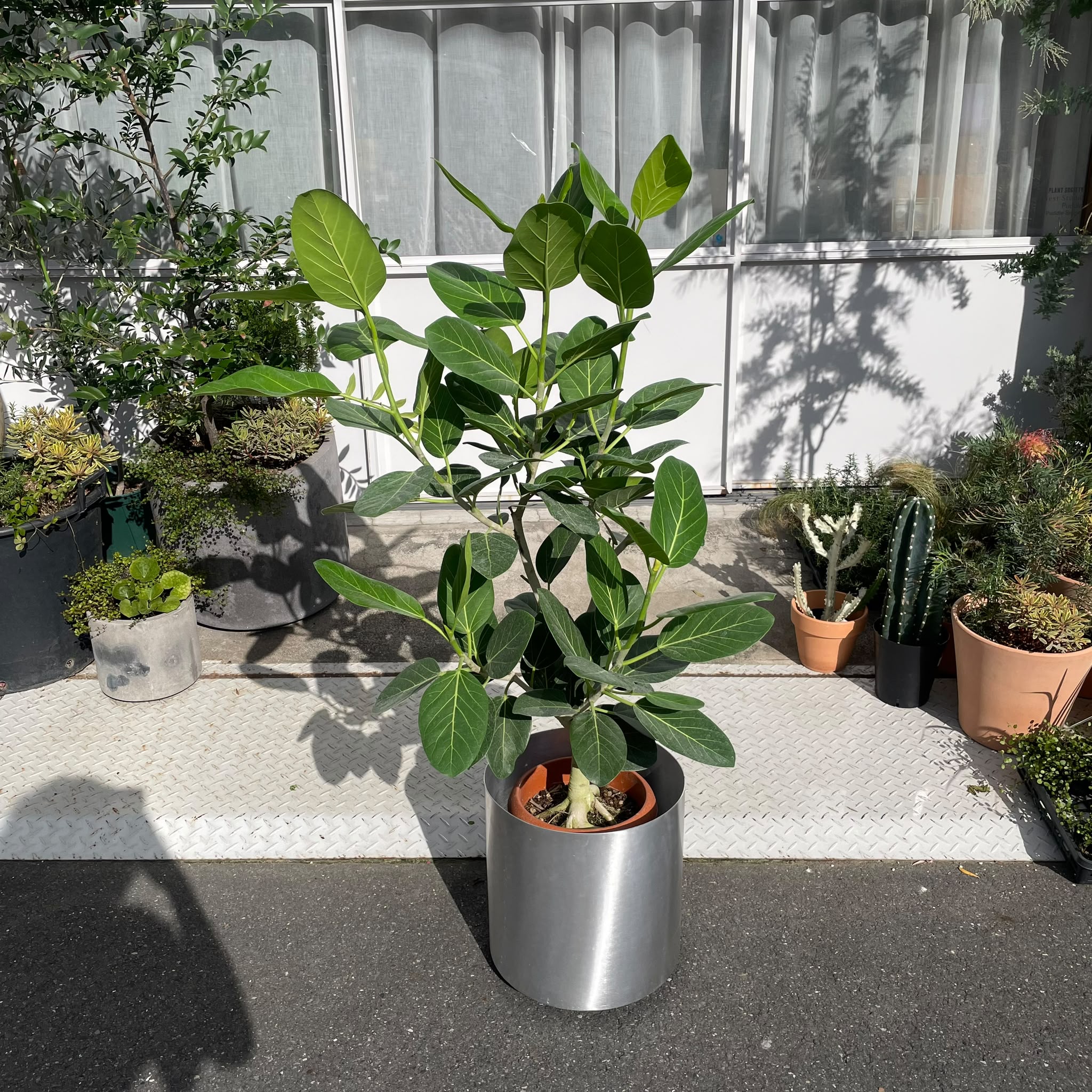 Ficus Audrey フィカス オードリー 観葉植物高さ約100cm Ficus Audrey フィカス オードリー 観葉植物高さ約100cm Ficus audrey