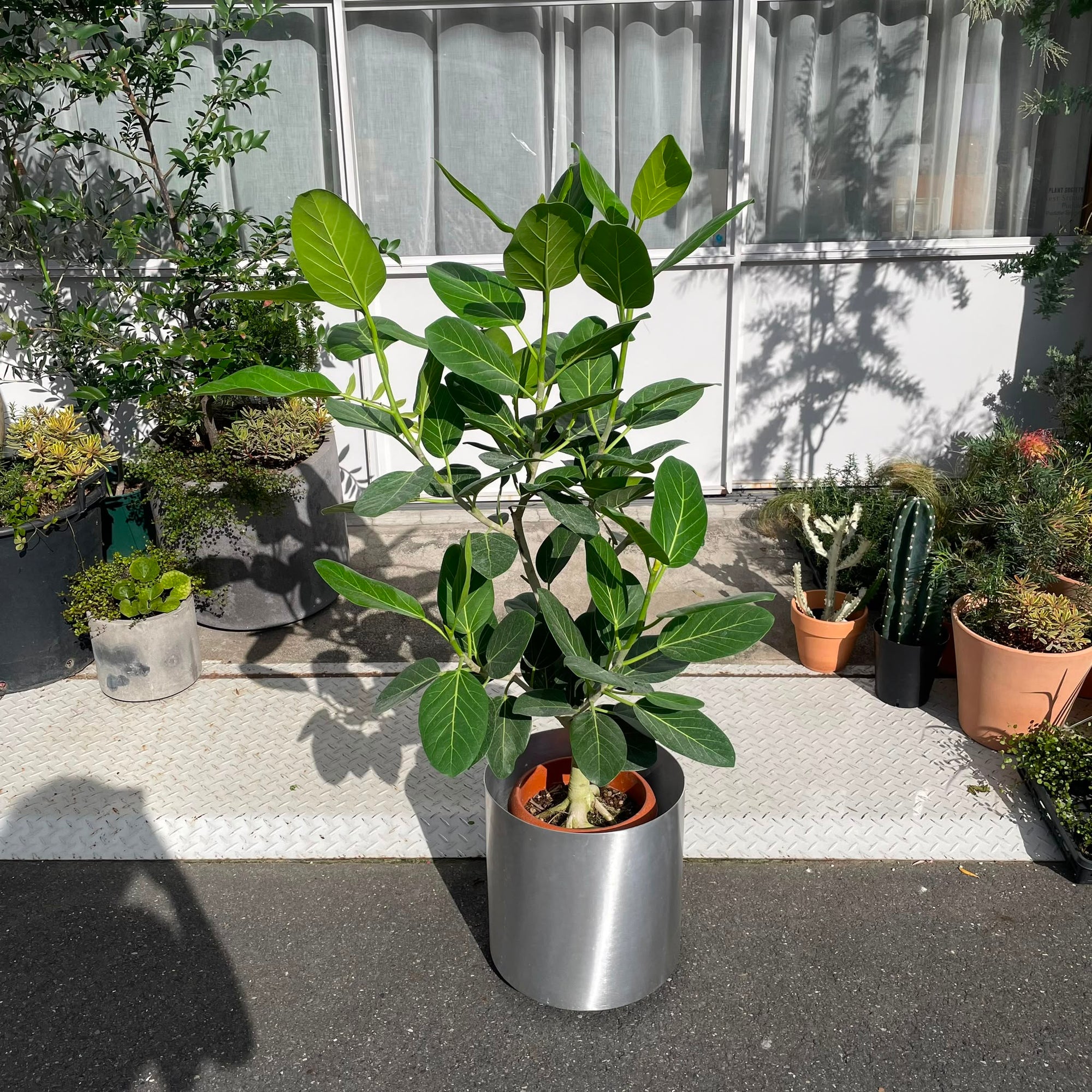 Ficus Audrey (Ficus benghalensis) フィカス  ベンガレンシス