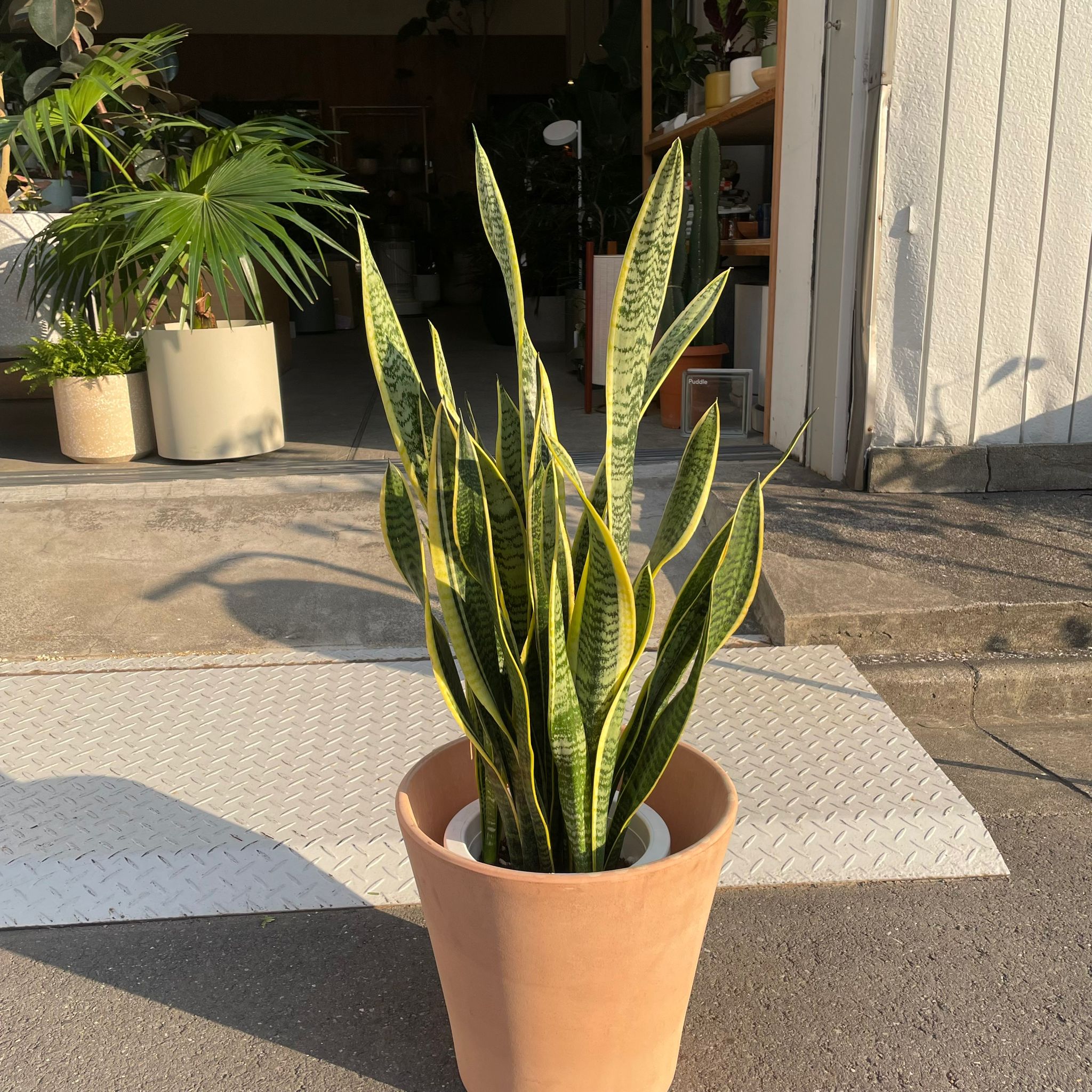 Snake Plant (Sansevieria Laurentii) サンスベリア ローレンチー I