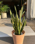 Snake Plant (Sansevieria Laurentii) サンスベリア ローレンチー