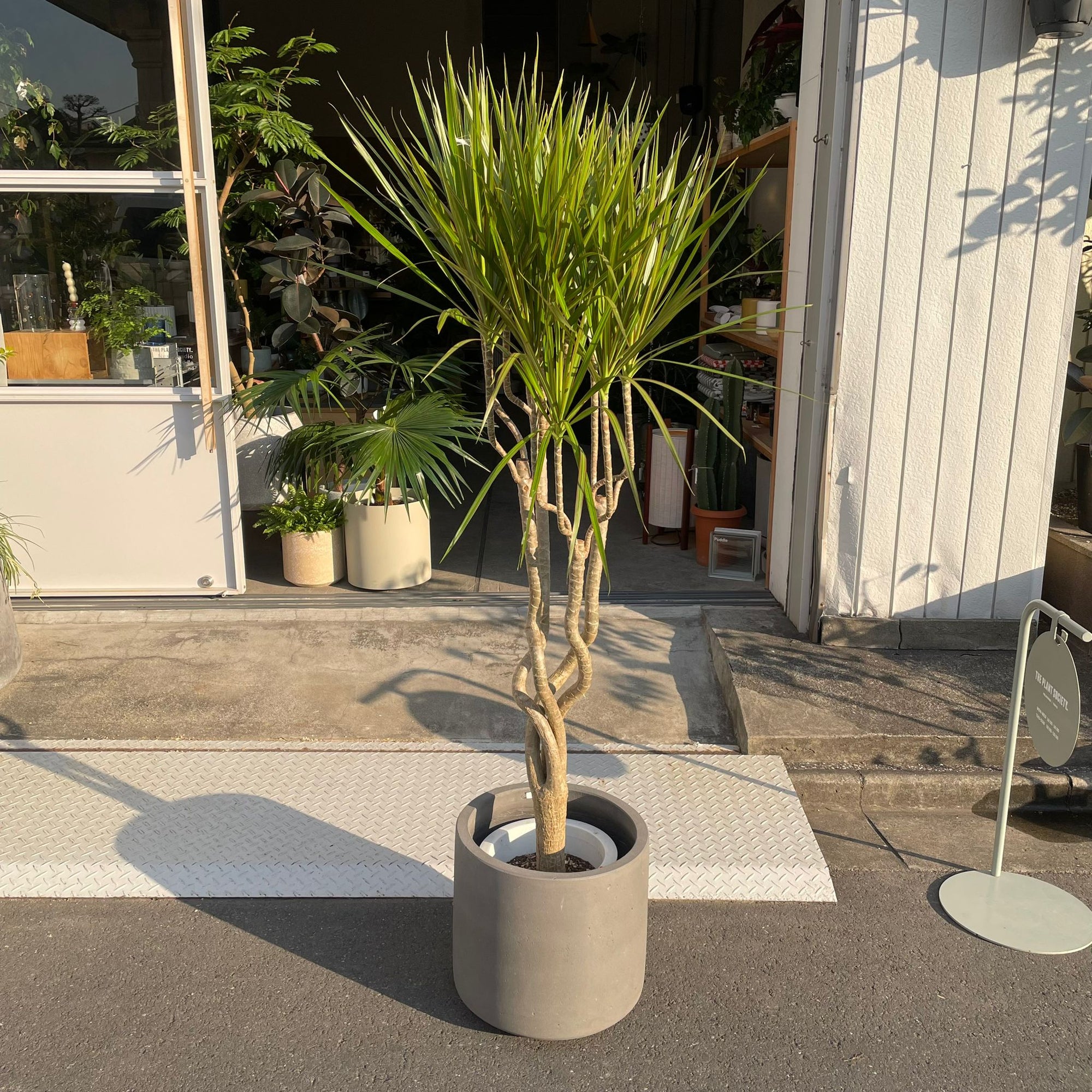 Dragon Tree ドラセナ コンシンネ