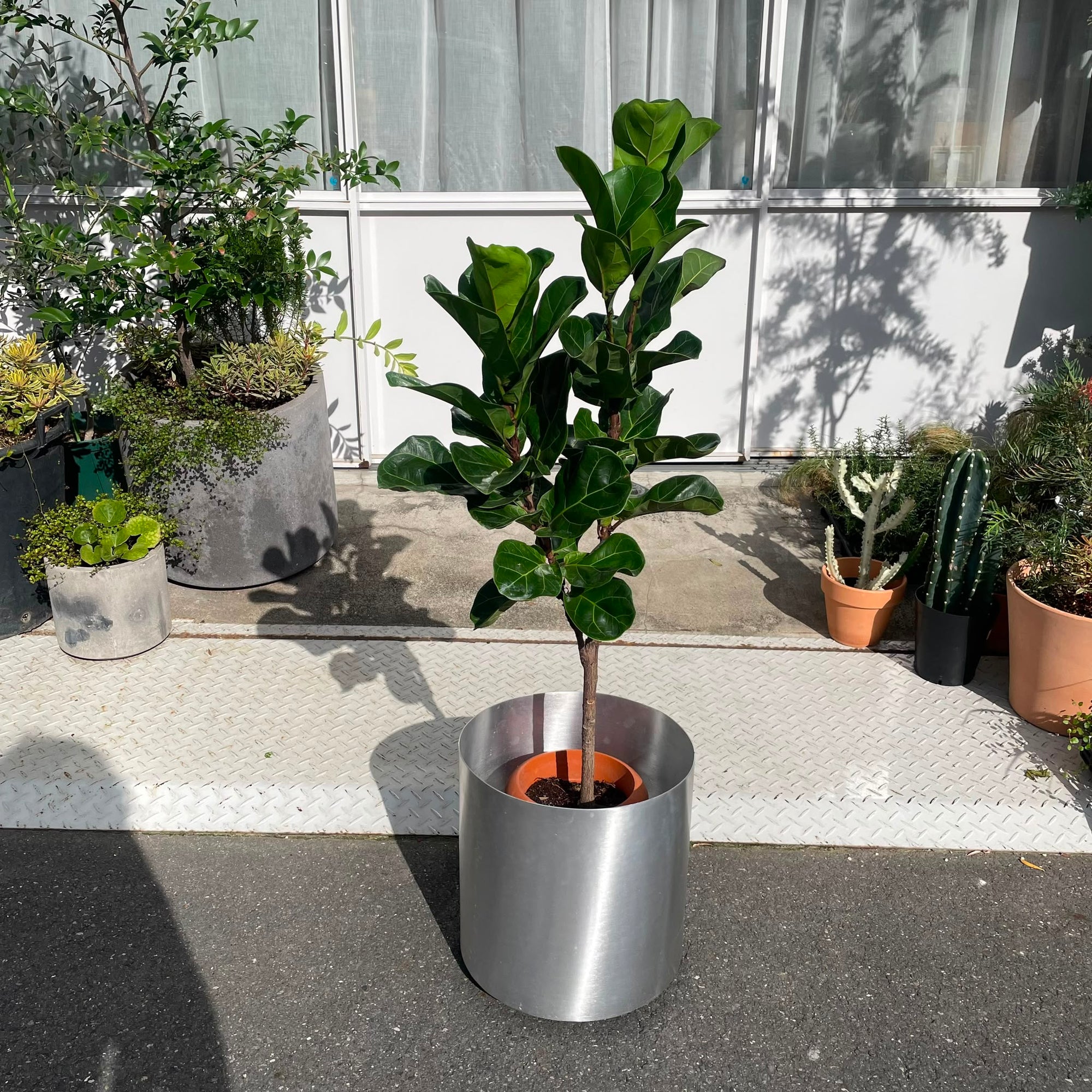 Fiddle Leaf Fig フィドル リーフ フィグ (カシワバゴムノキ)