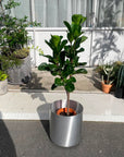 Fiddle Leaf Fig フィドル リーフ フィグ (カシワバゴムノキ)