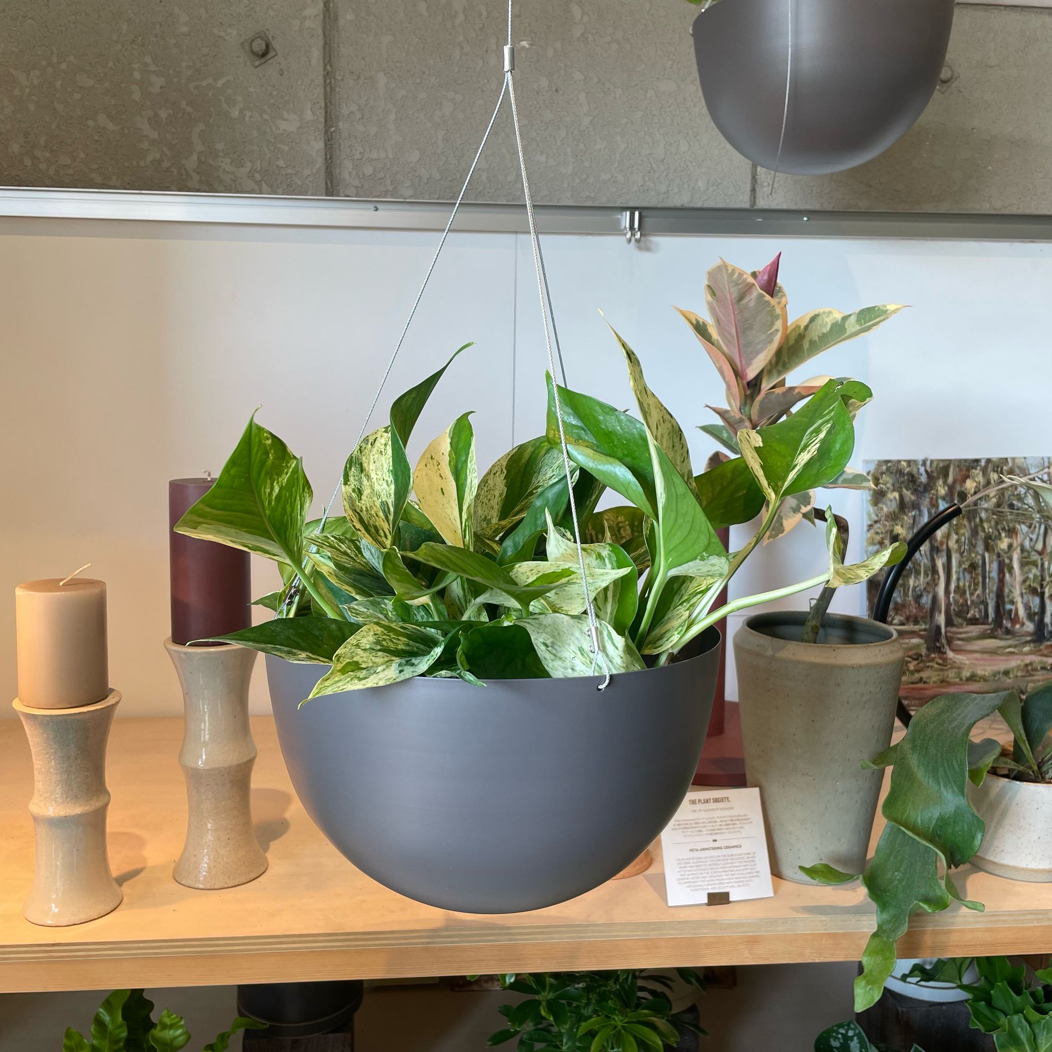 マーブルクイーン I インドアプランツ I プラントソサエティトーキョー