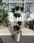 Dracaena Compacta ドラセナコンパクタ