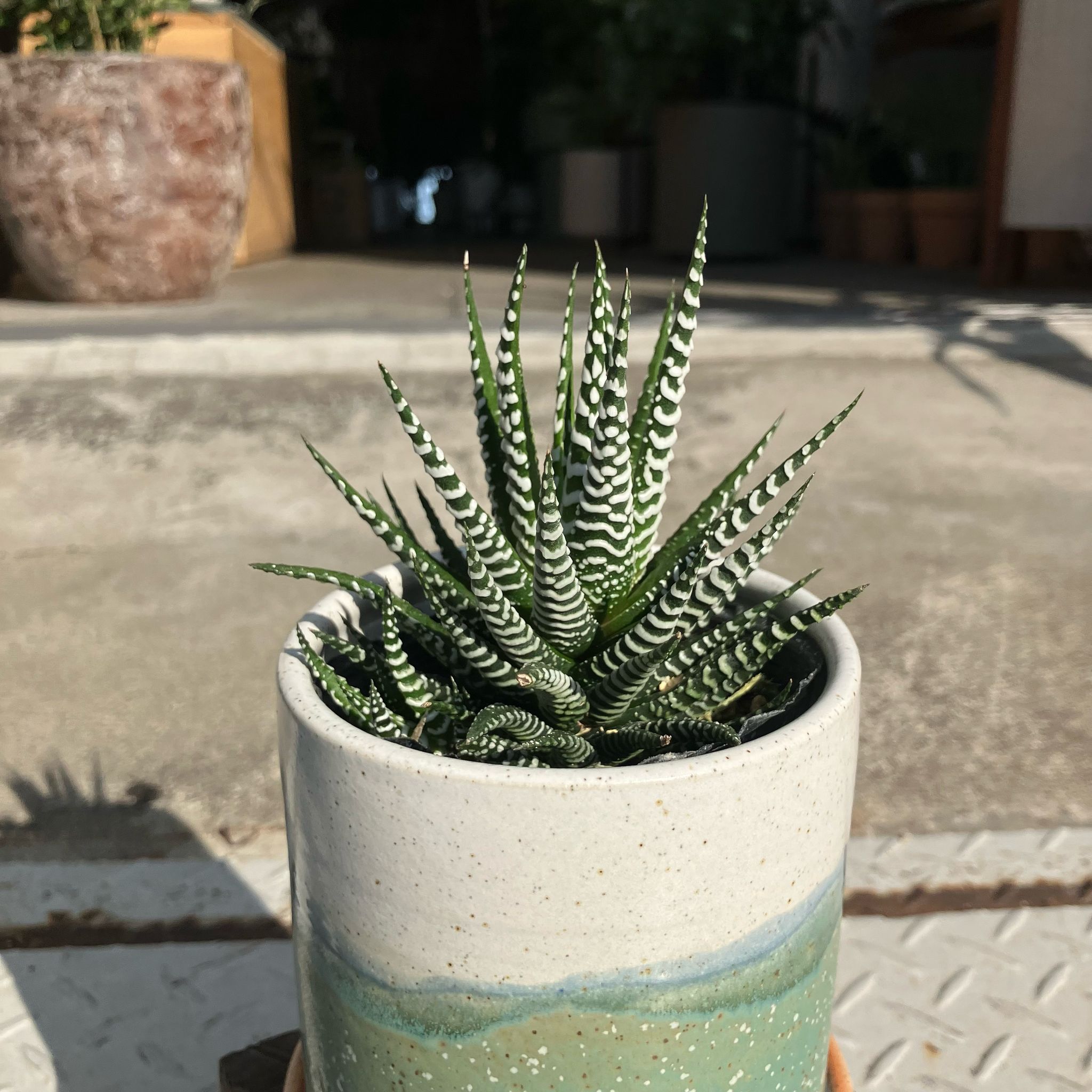 Zebra haworthia ハオルチア 十二の巻 I インドアプランツ I プラント