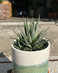 Zebra haworthia　ハオルチア　十二の巻