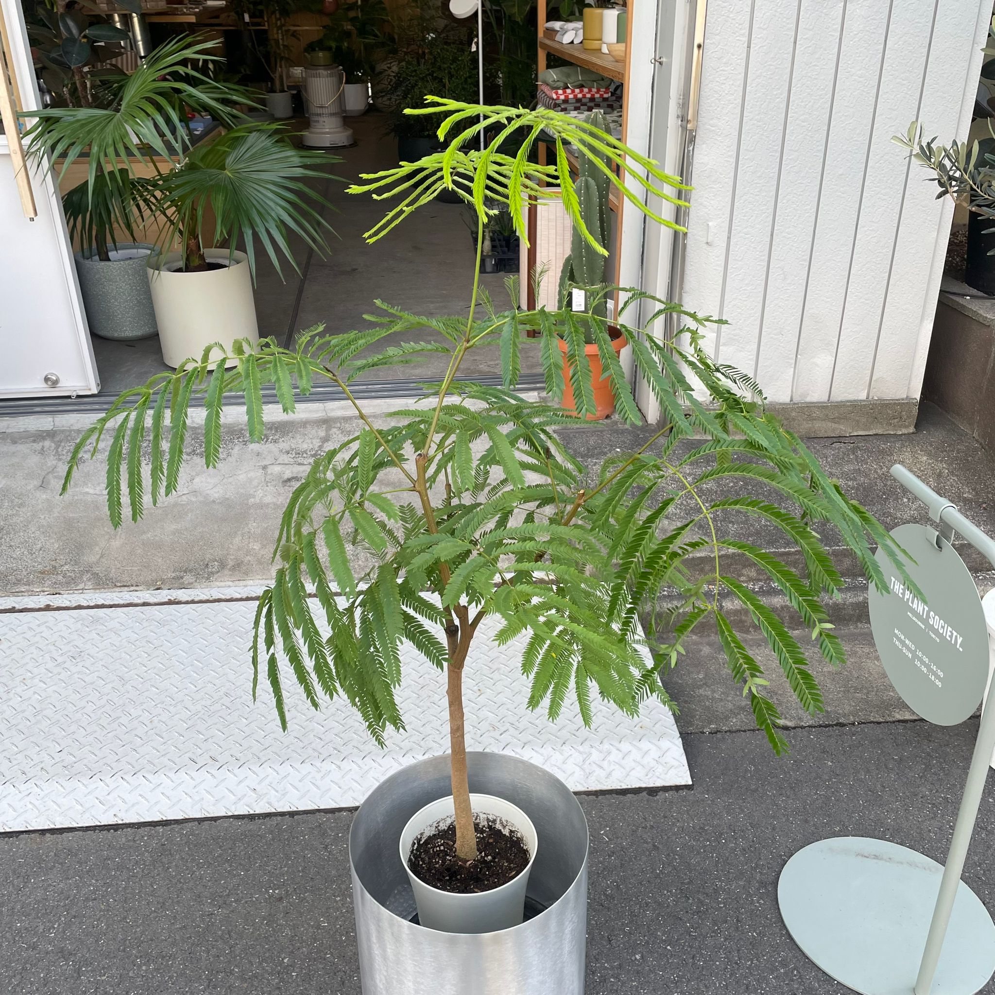 Ever Fresh Tree エバーフレッシュ I インドアプランツ I プラント
