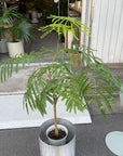 Ever Fresh Tree エバーフレッシュ