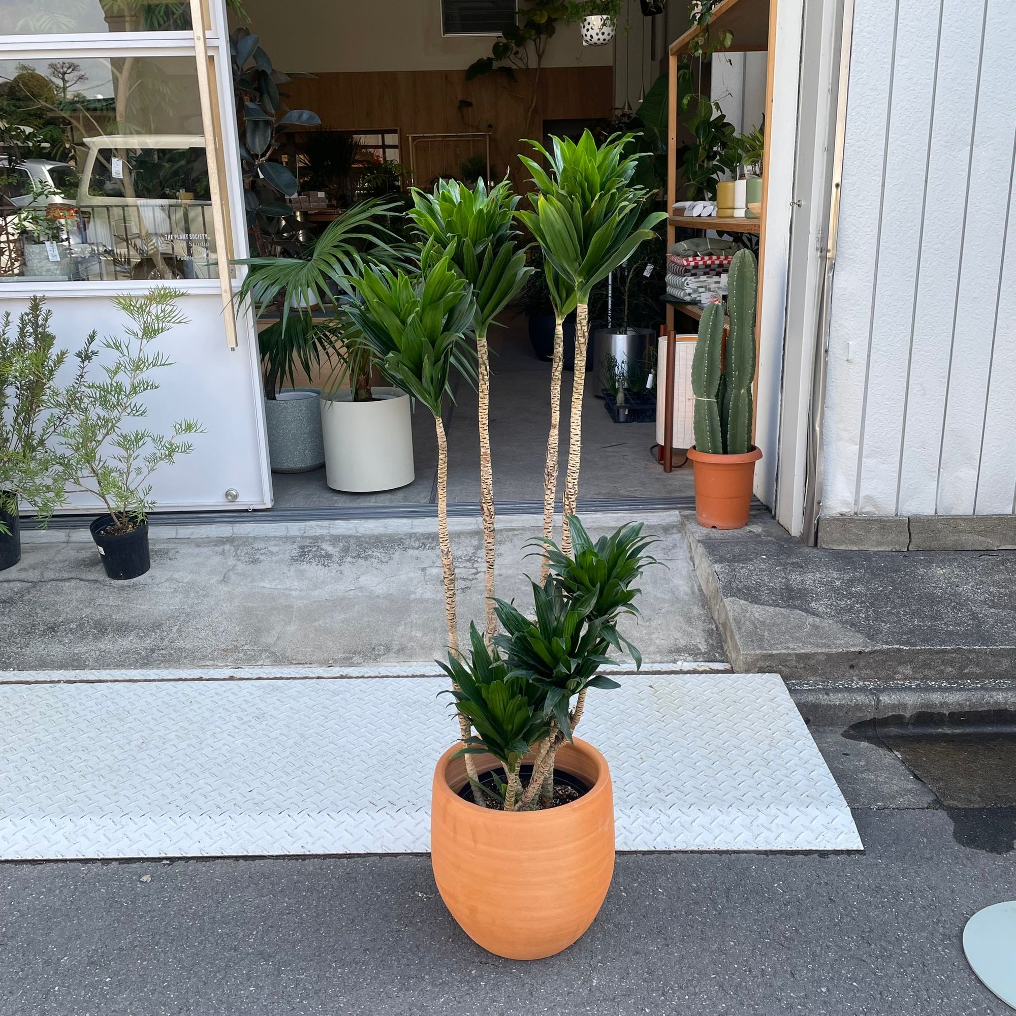 Dracaena Compacta ドラセナコンパクタ