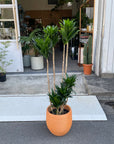 Dracaena Compacta ドラセナコンパクタ