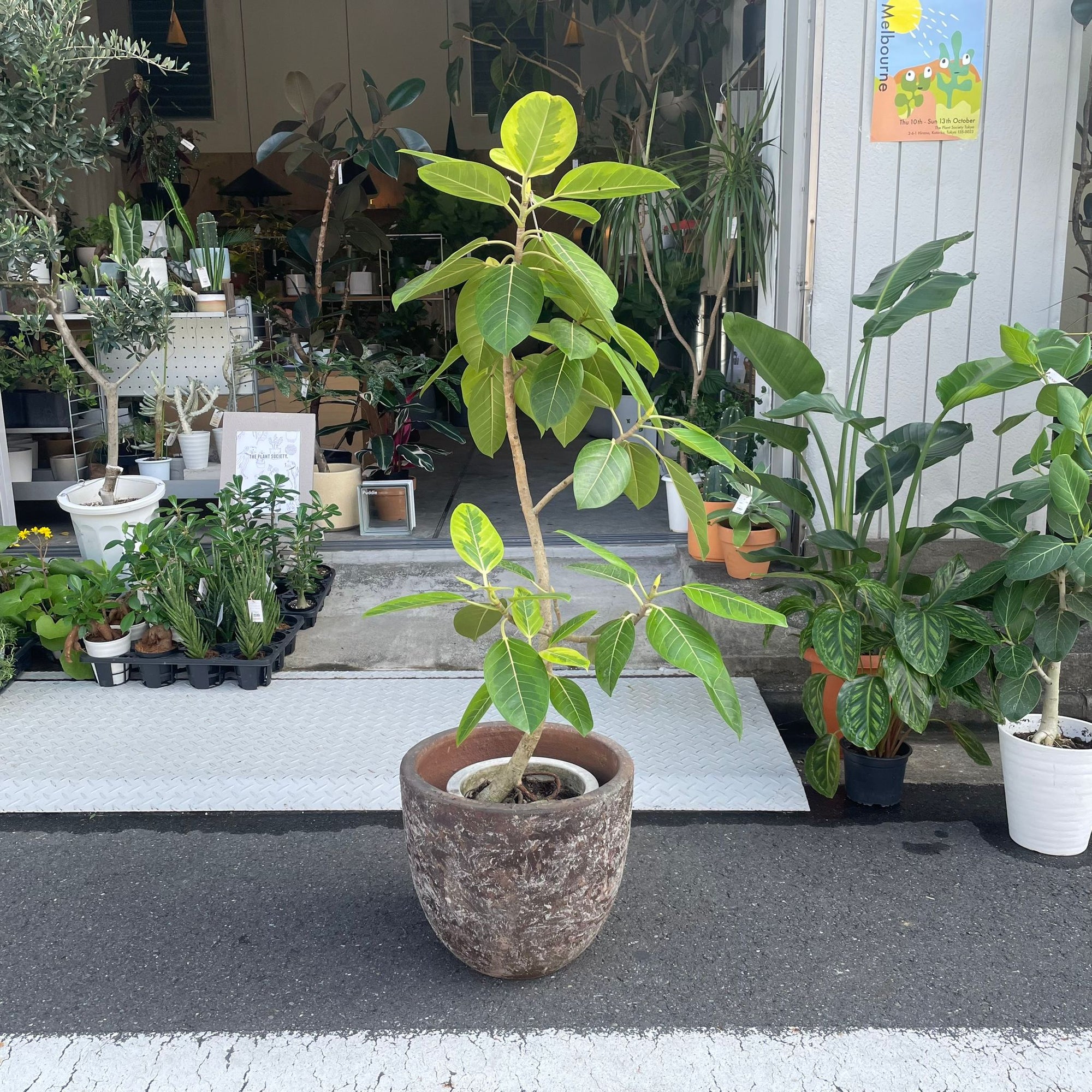 Ficus Altissima フィカス アルテシマ