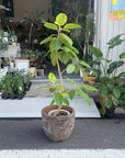 Ficus Altissima フィカス アルテシマ